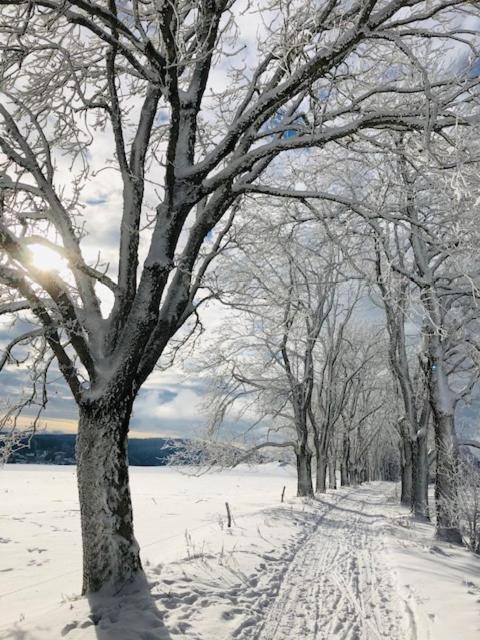Rennsteighotel Gruener Baum Schmiedefeld am Rennsteig Esterno foto