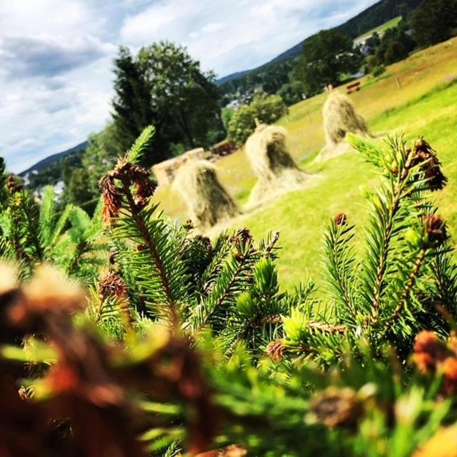 Rennsteighotel Gruener Baum Schmiedefeld am Rennsteig Esterno foto